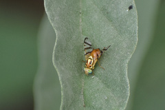 Zonosemata vittigera