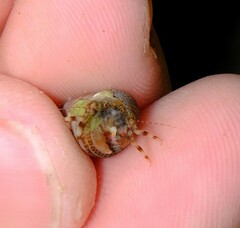 Pagurixus jerviensis