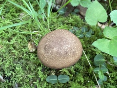 Aureoboletus russellii