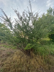 Havardia acatlensis