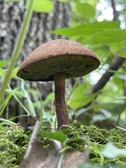 Aureoboletus russellii