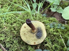 Aureoboletus russellii