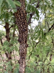 Havardia acatlensis