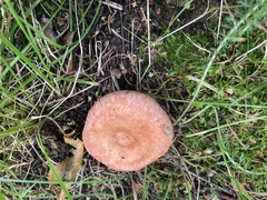 Lactarius torminosus