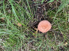Lactarius torminosus