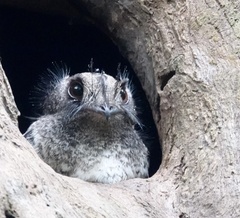 Barred Owlet-Nightjar photo 2