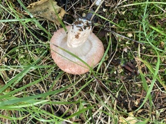 Lactarius torminosus