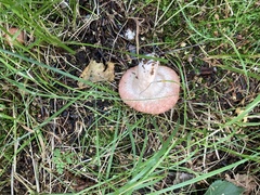 Lactarius torminosus