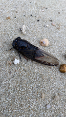 Cryptotympana aquila