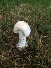 Amanita longipes