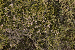 Thryptomene