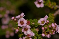 Thryptomene