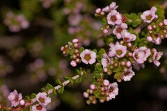 Thryptomene