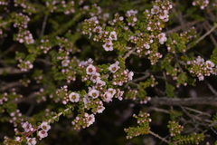 Thryptomene