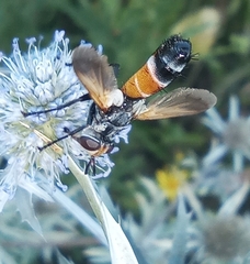 Cylindromyia rufifrons