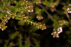 Thryptomene