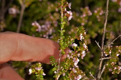 Thryptomene