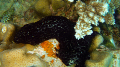 Eudistoma