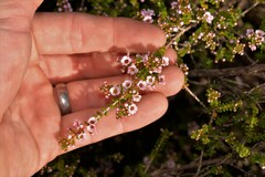 Thryptomene