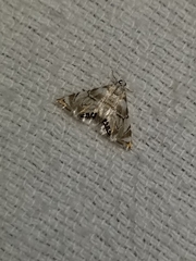 Eoparargyractis plevie