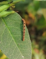 Eupithecia succenturiata