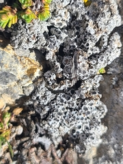 Phaeorrhiza nimbosa