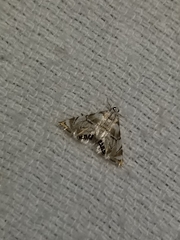 Eoparargyractis plevie