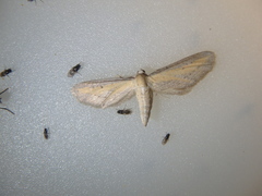 Eupithecia biornata