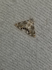 Eoparargyractis plevie