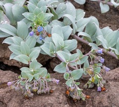 Mertensia maritima