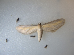 Eupithecia biornata
