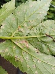 Puccinia aegopodii