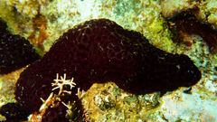 Eudistoma
