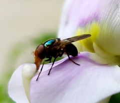Copestylum vesicularium