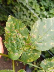 Puccinia aegopodii