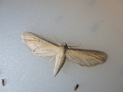 Eupithecia biornata