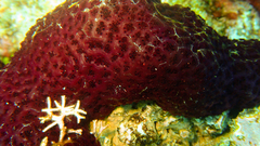 Eudistoma