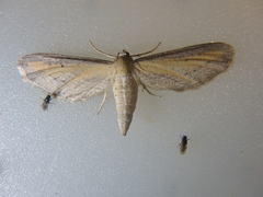 Eupithecia biornata
