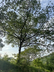 Handroanthus impetiginosus