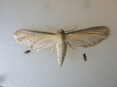 Eupithecia biornata