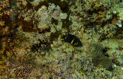 Chrysiptera leucopoma