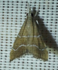 Aethiophysa extorris