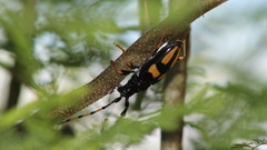 Dendrobias mandibularis