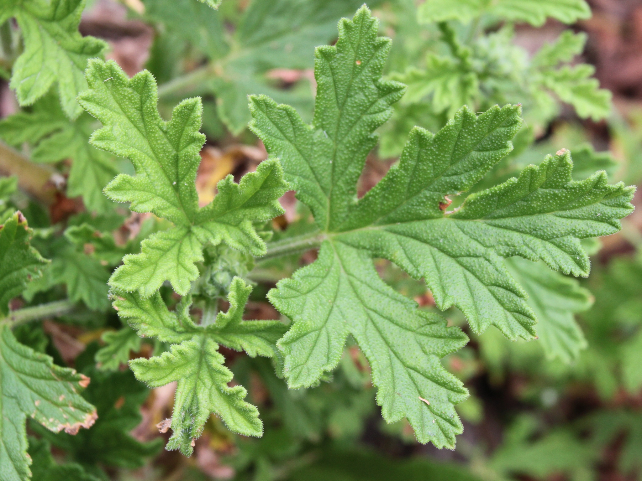 Imagem de Malva Cheirosa