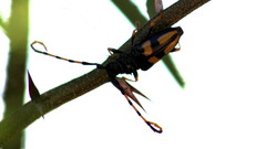 Dendrobias mandibularis