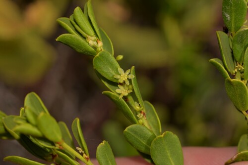 Phyllanthus scaber observed 2022-07-12