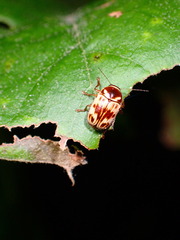 Cryptocephalus mutabilis