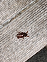 Polyphylla variolosa