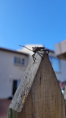 Elasmopoda valga