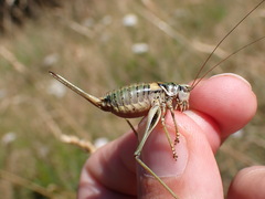 Antaxius hispanicus